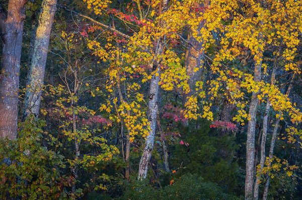 Jaynes Gallery 아티스트의 USA-New Jersey-Pine Barrens National Preserve Autumn colors in forest작품입니다.